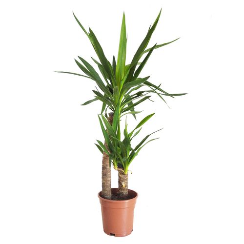 JUKA JUKKA (JUCA YUCCA)  85cm na Arena.pl