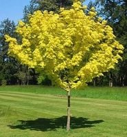 KLON JESIONOLISTNY kulisty żółty szczepiony  na pniu - 150  / 180 cm