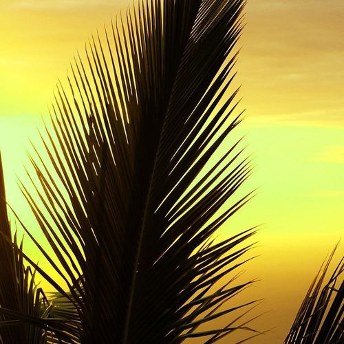 Deco Panel, Okno - palmy 60x40 na Arena.pl