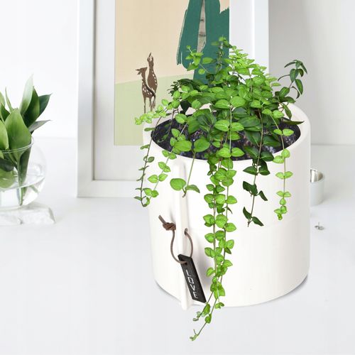 DONICZKA OSŁONKA DONICA CERAMICZNA KOLORY 13CM na Arena.pl