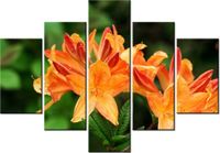 70 100CM OBRAZ 5 ELEM AZALIA POMARAŃCZOWA DRUK PŁÓTNO