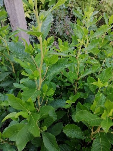 Orszelina Ruby Spice unikalny zapach miododajna na Arena.pl
