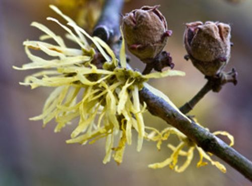 OCZAR WIRGINIJSKI - sadzonki w doniczkach na Arena.pl