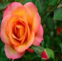 RÓŻA wielkokwiatowa herbaciano - różowa - sadzonki 20 / 30 cm