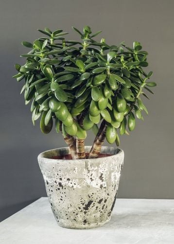 CRASSULA OVATA grubosz jajowaty drzewko szczęścia sukulent rozmiar L na Arena.pl