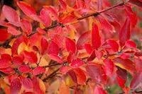 GK IRGA BŁYSZCZĄCA COTONEASTER LUCIDUS