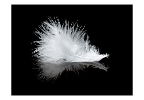 Fototapeta - White feather 250x193 na Arena.pl