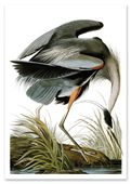 Plakat vintage czapla szara heron 70x100 cm