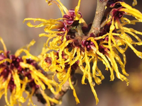 OCZAR WIRGINIŃSKI żółty zimą kwitnący - sadzonki 50 / 80 cm