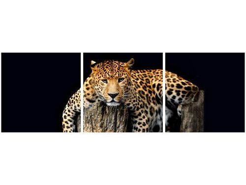 OBRAZ DZIKI KOT LAMPART na Arena.pl