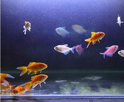 Świetlówka LED oświetlenie AKWARIUM 8520 50cm na Arena.pl