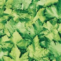 OKLEINA FOLIA SAMOPRZYLEPNA NA MEBLE BLAT SZAFKI 45x200 LIŚCIE ZIELONA