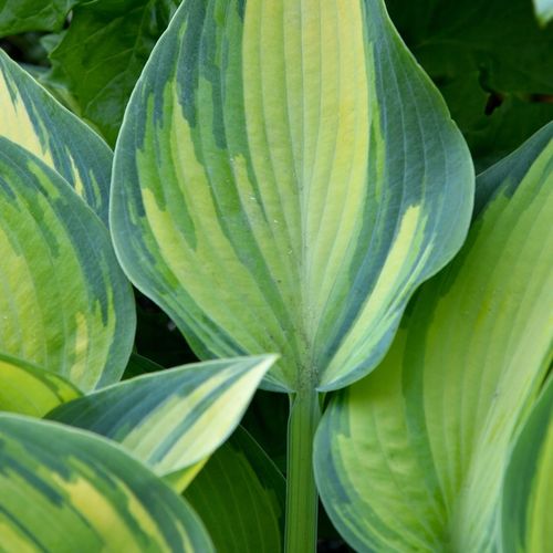 Funkia Hosta JUNE Średnia M Żółto-niebieska Na cieniste rabaty Sadzonki 1L na Arena.pl