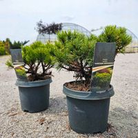 Sosna złota kosodrzewina 'Carsten's Winter Gold' Pinus mugo NOWOŚĆ C3