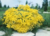 NASIONA Kwiatów Smagliczka Skalna ŻÓŁTA 0,5g Kwiaty 420120