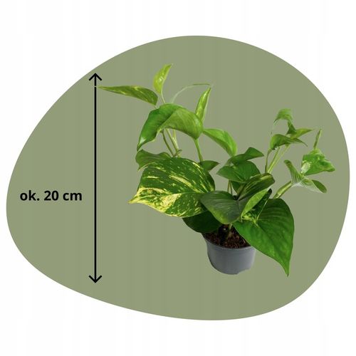 Epipremnum Aureum ZŁOCISTE Przebarwienia PNĄCZE Łatwa Uprawa Sercowate na Arena.pl