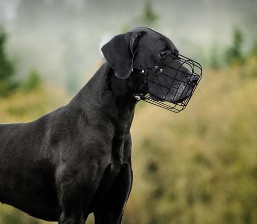 Kaganiec metalowy z paskami skórzanymi BRONZEDOG XL dla dużych psów na Arena.pl