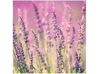 50X50CM LAWENDA OBRAZ