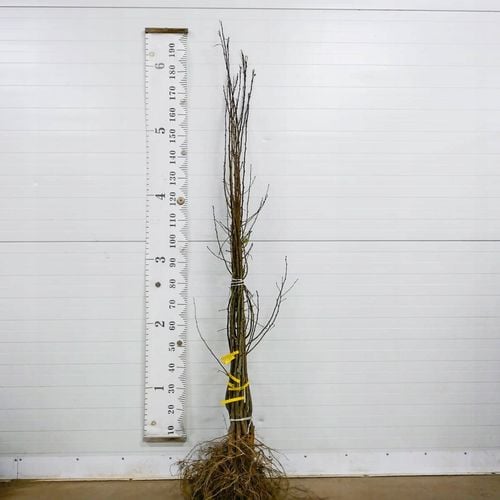 SADZONKI DRZEWKA OWOCOWE ŚLIWA WĘGIERKA ZWYKŁA SAMOPYLNA ODMIANA na Arena.pl