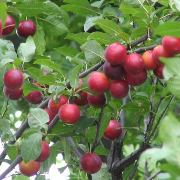 P11 ŚLIWA AŁYCZA PRUNUS CERASIFERA zdjęcie 1