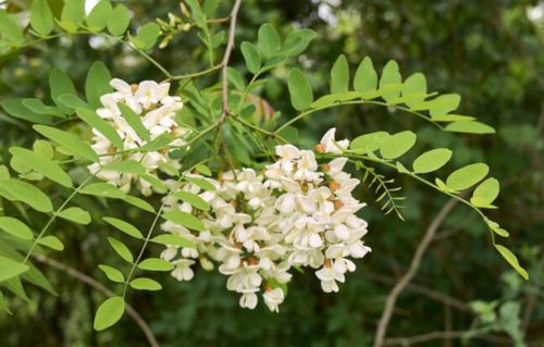 ROBINIA AKACJOWA Robinia pseudoacacia NASIONA 700 sztuk - 10g. na Arena.pl