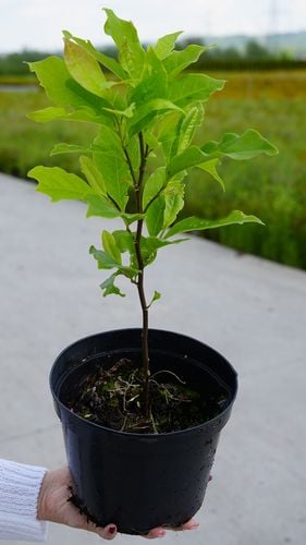 Magnolia Różowa Susan w Doniczce 3L do Ogrodu na Arena.pl