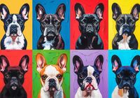 Plakat 100x70cm Buldogi Francuskie