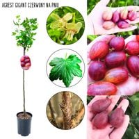 Agrest NA PNIU Gigant Olbrzymi czerwony 80-120 cm