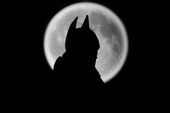 Batman Moon - plakat 60x40 cm