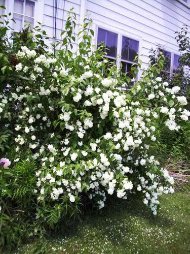 Jaśminowiec Bouquet Blanc C2 na Arena.pl