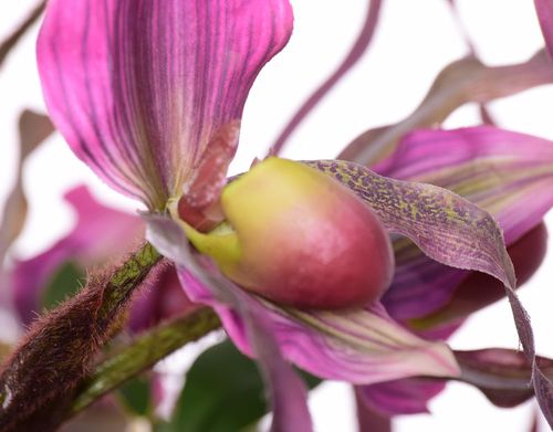 Storczyk Cattleya fioletowy Extra na Arena.pl