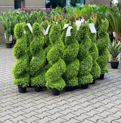 Sztuczny bukszpan Premium 150 na Arena.pl