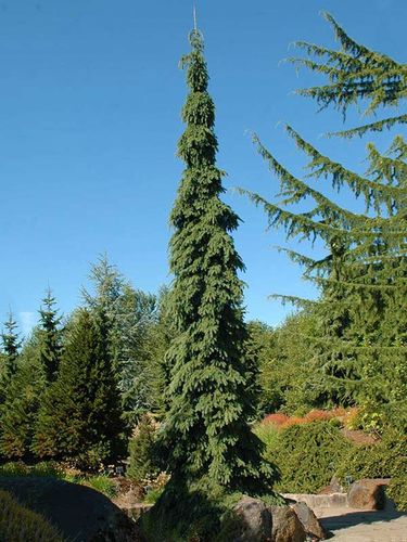 Świerk biały Pendula C7,5 na Arena.pl