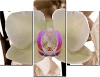 product-compare-58682012