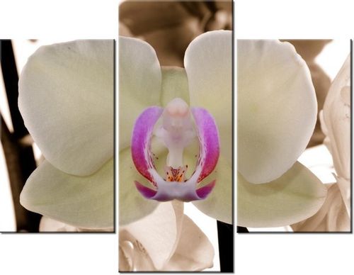 70 90CM OBRAZ 3 ELEM BIAŁY STORCZYK ŚCIENNY PŁÓTNO na Arena.pl