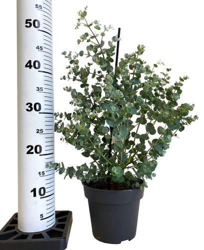 EUKALIPTUS DONICZKOWY 50 cm na Arena.pl