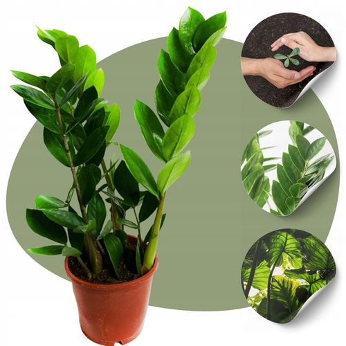 Zamiokulkas Zamiolistny ŻELAZNA ROŚLINA Zamia Ładna Duża Zdrowa na Arena.pl