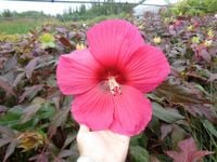HIBISKUS Ketmia bagienny różowy bordowy liść