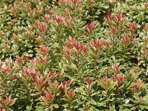 Pieris japoński LITTLE HEATH Czerwone przyrosty Zimozielony Sadzonki C3 na Arena.pl