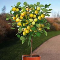 ŚLIWA kolumnowa odporna na mróz - sadzonki 80 / 100 cm