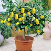 Cytryna zwyczajna Limone Lemon z owocami 30-50cm C3