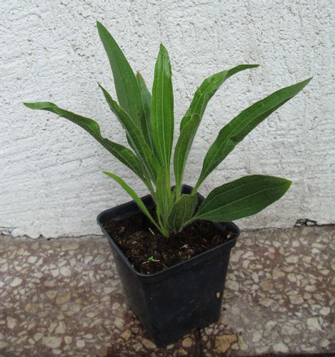 JEŻÓWKA SIMULATA - sadzonki w doniczkach na Arena.pl