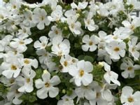 product-compare-50310206