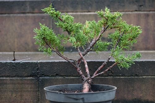 jałowiec chiński Shimpaku - Juniperus chinensis 0064 na Arena.pl
