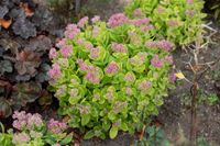 Rozchodnik okazały Hot Stuff - Sedum spectabile