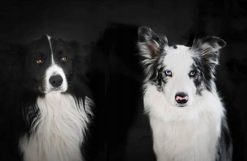 CBD 4% OLEJEK KONOPNY DLA PSÓW PSA KOTÓW KOTA 30ml FULL SPECTRUM CERTYFIKAT na Arena.pl