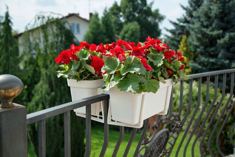 Dwustronny uchwyt do doniczki LOBELIA zdjęcie 3