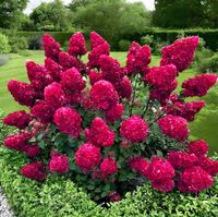 HORTENSJA bukietowa FRAISE MELBA INTENSYWNA CZERWIEŃ DUŻA XXL sadz. C2