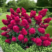 HORTENSJA bukietowa FRAISE MELBA INTENSYWNA CZERWIEŃ DUŻA XXL sadz. C2