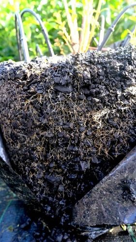 Węgiel brunatny do gleby CARBOMAT ECO 20 L (pH 4,5 - 5,0) na Arena.pl